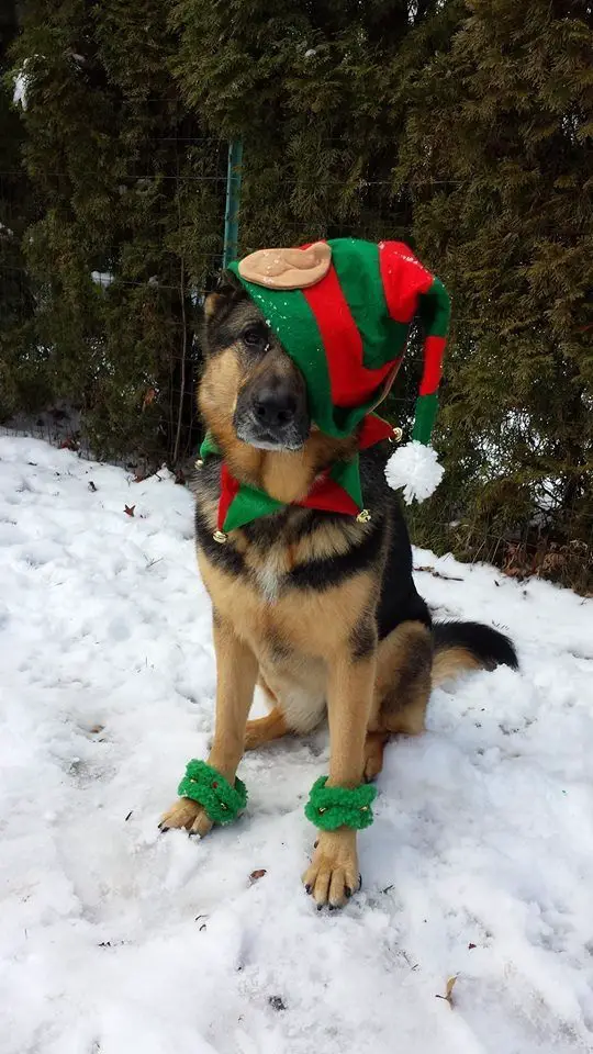 German Shepherd in elf costume
