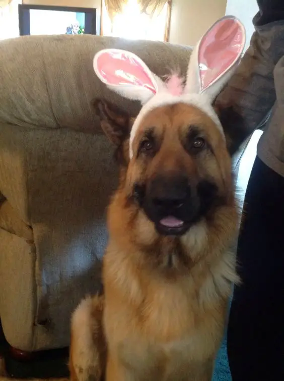 German Shepherd wearing a bunny ears head piece