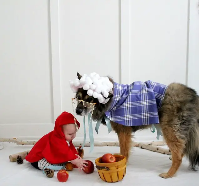 German Shepherd in big bad wolf costume with a baby in red riding hood costume