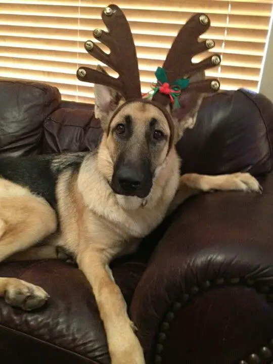 German Shepherd wearing a reindeer head piece while lying on the couch
