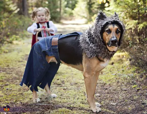 German Shepherd in little bad wolf costume with a little red riding hood girl behind in the forest