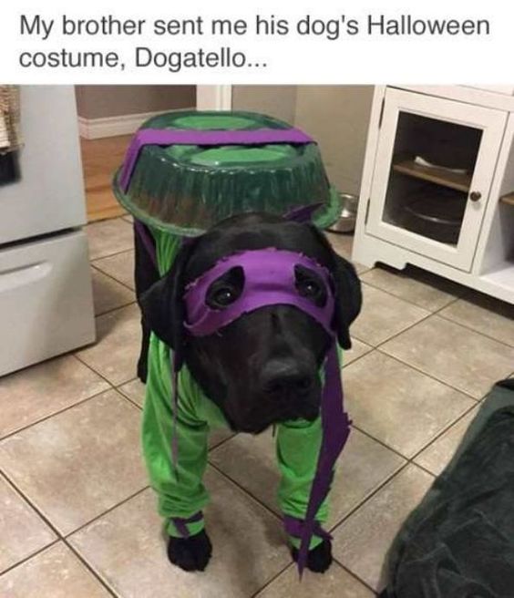 A black Labrador in ninja turtles costume photo with text - My brother sent me his dog's halloween costume, dogatello...