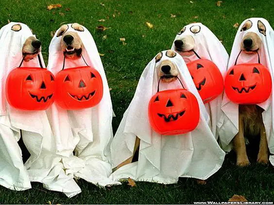 five Labrador as ghost while sitting on the grass and carrying a pumpkin basket