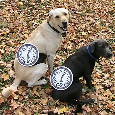 two Labradors wearing a clock around their waist while sitting on the grass