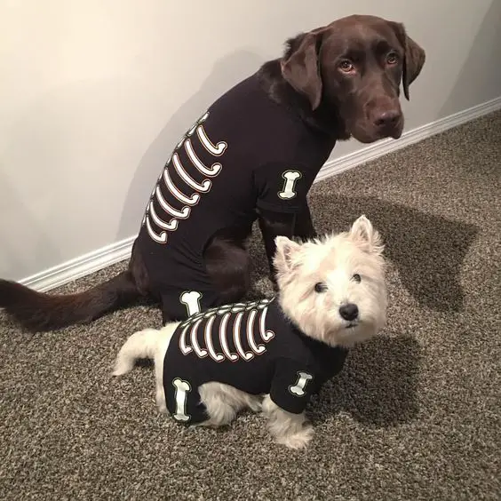 chocolate brown Labrador wearing skeleton shirt while sitting on the floor next to a white yorkie in the same shirt