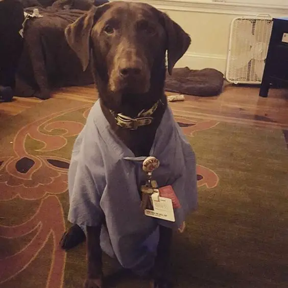A chocolate brown Labrador wearing a hospital outfit while sitting on the floor
