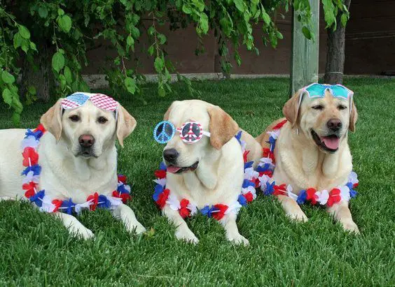 three Labradors in their 4th of July look while lying in the yard