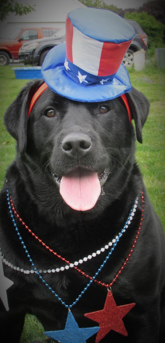 A black Labrador wearing a 4th of July hat and necklace while sitting at the park