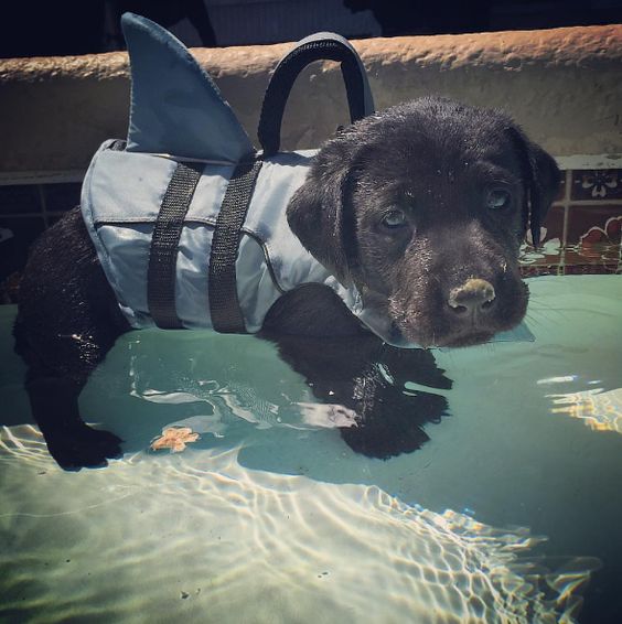 A black Labrador puppy wearing a shark life saver while floating in the pool
