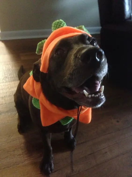 A black Labrador wearing a pumpkin head piece while sitting on the floor while looking up and smiling