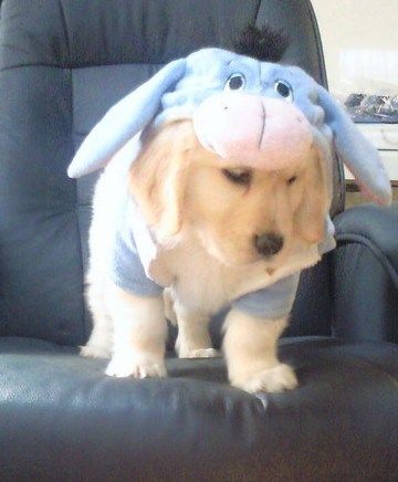 A Labrador puppy in stitch costume standing on the chair