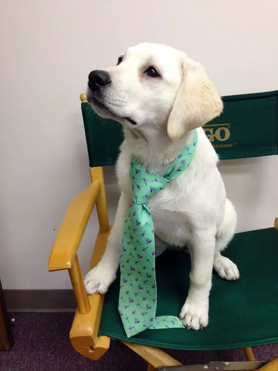 A white Labrador wearing a green necktie while sitting on the chair
