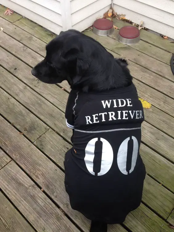 A black Labrador wearing a jersey with Wide Retriever print while sitting on the wooden floor