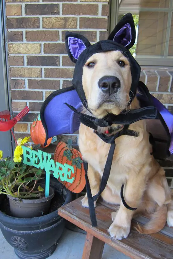 A yellow Labrador wearing a bat ears and wings while sitting on the bench