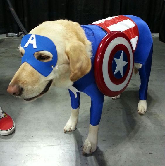 A yellow Labrador in captain america costume while standing on the floor