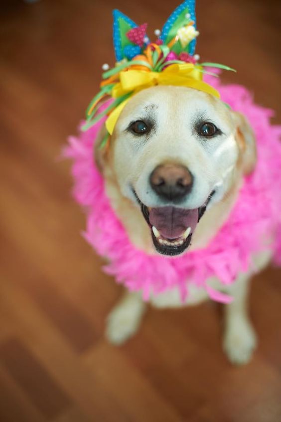 A Labradorwearing a colorful headpiece and a pink ruffles around its neck while sitting on the floor