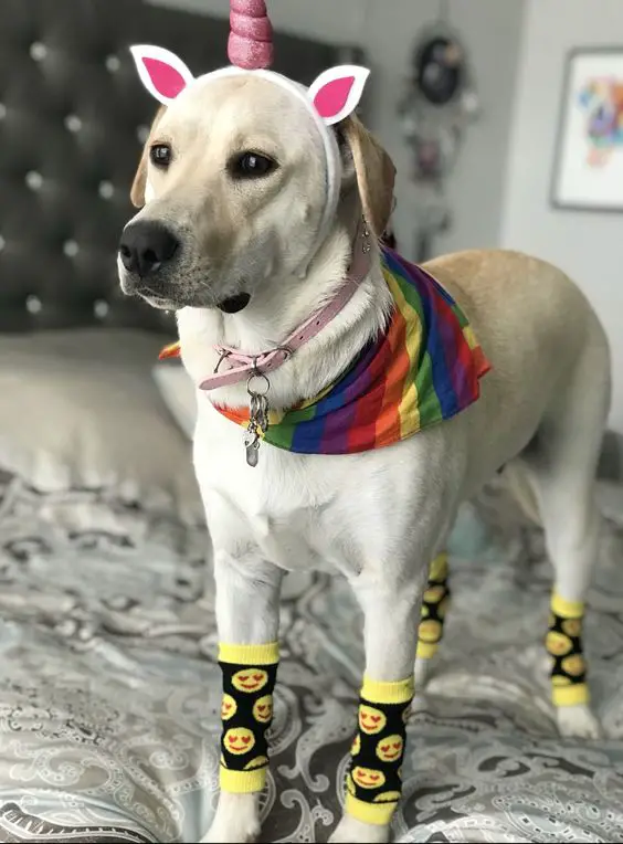 A Labrador in colorful unicorn look while standing on top of the bed
