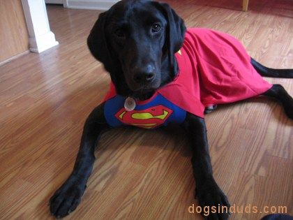 A black Labrador in superman costume while lying on the floor