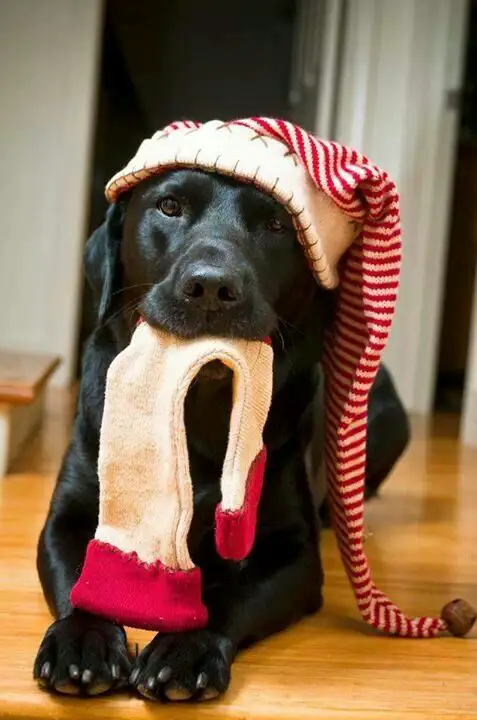 A Labrador wearing a long christmas hat while lying on the floor with socks in its mouth