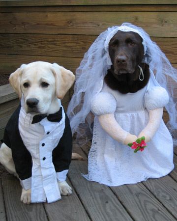 two Labradors as groom and bride
