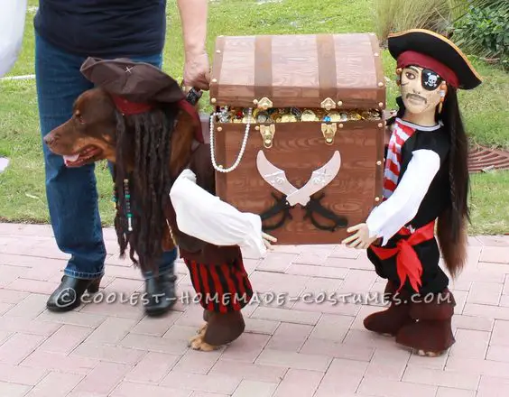 A Labrador wearing a treasure hunter pirate costume while standing on the pavement