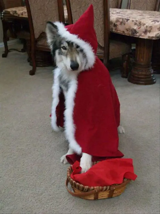 A Siberian Husky sitting on the floor while wearing santa cape