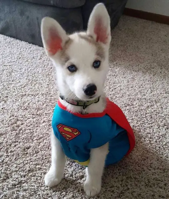 A Siberian Husky puppy in superhero costume while sitting on the floor