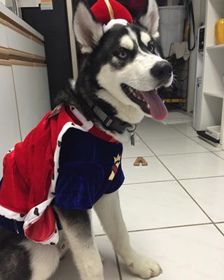 A Siberian Husky in king costume while sitting on the floor