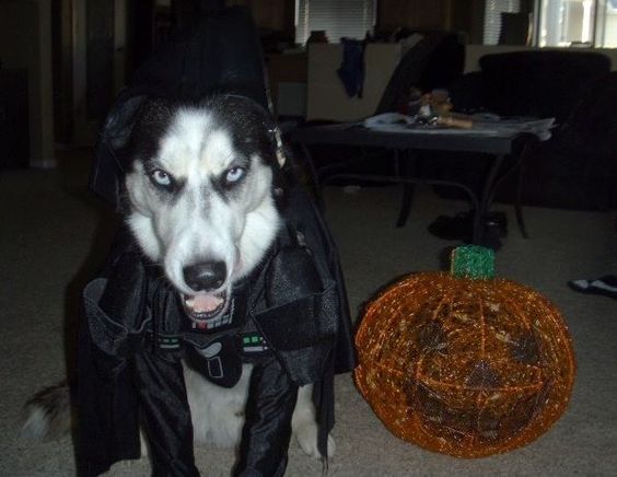 A Siberian Husky in batman costume while sitting on the floor with its fierce face