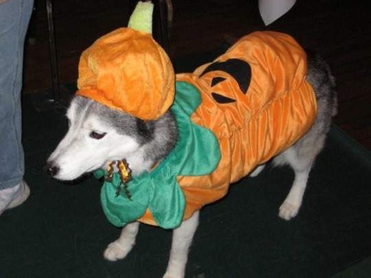 A Siberian Husky wearing pumpkin costume while standing on the floor