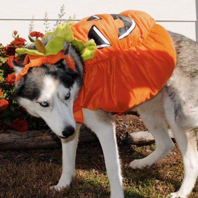 A Siberian Husky in pumpkin costume while standing on the grass in the yard