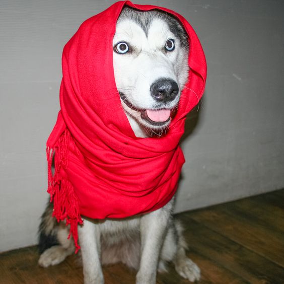 A Siberian Husky with a red scarf wrapped around its head while sitting on the floor