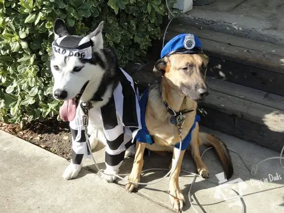 A Siberian Husky wearing prisoner costume while sitting on the pavement next to a dog in police costume