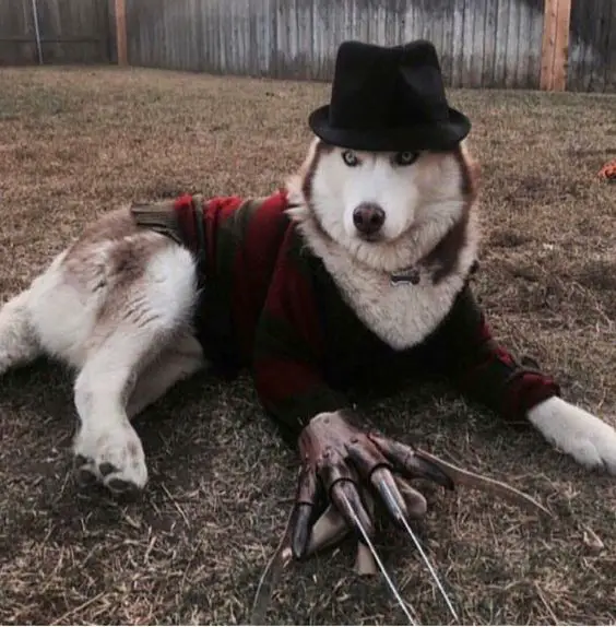 A Siberian Husky in Freddy Krueger’s Costume while lying in the yard
