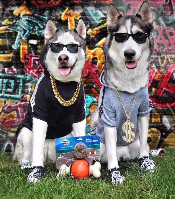two Siberian Huskies in their cool outfit while sitting in the yard