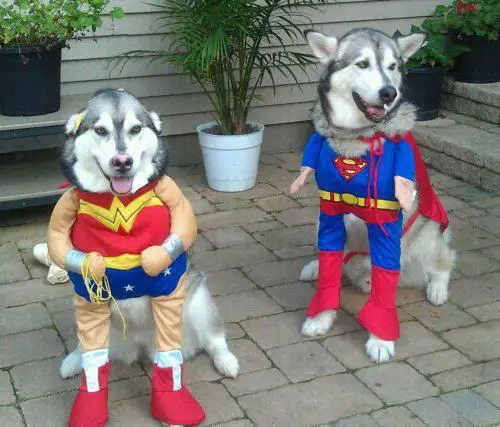 two Siberian Huskies in their wonder woman and superman costume