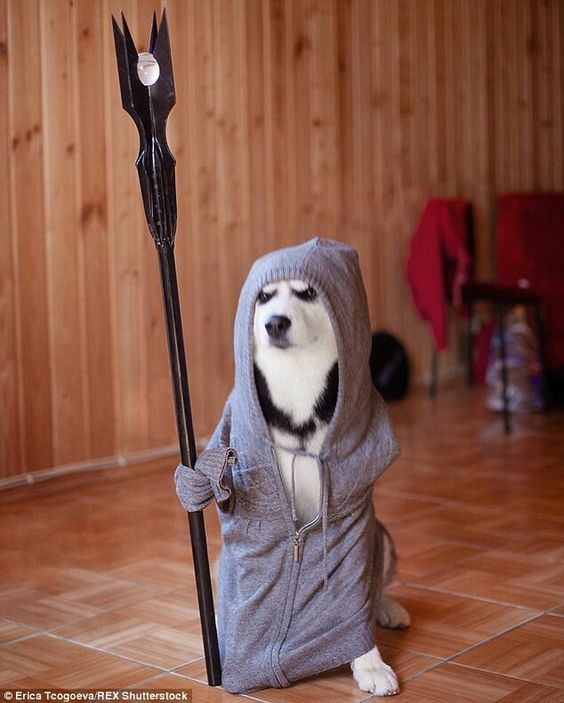 A Siberian Husky in starwars costume while sitting on the floor