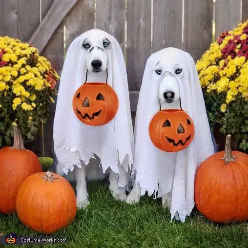 two Siberian Huskies with white fabric over their heads with holes for their eyes and mouth and with pumpkin basket in their mouth while sitting in the yard