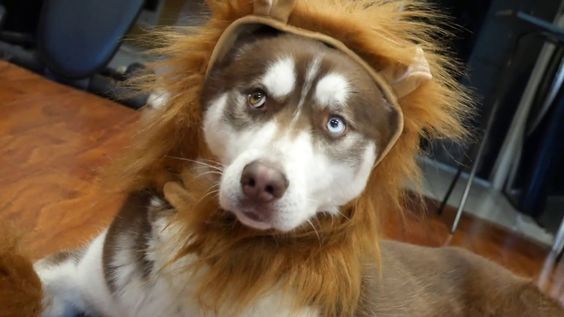 A Siberian Husky with lion headpiece while lying on the floor