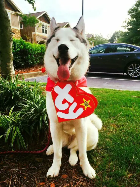 A Siberian Husky sitting in the front yard while waring a -TY tag around its neck