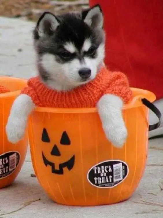 A Siberian Husky puppy wearing an orange sweater while sitting inside a pumpkin basket on the pavement