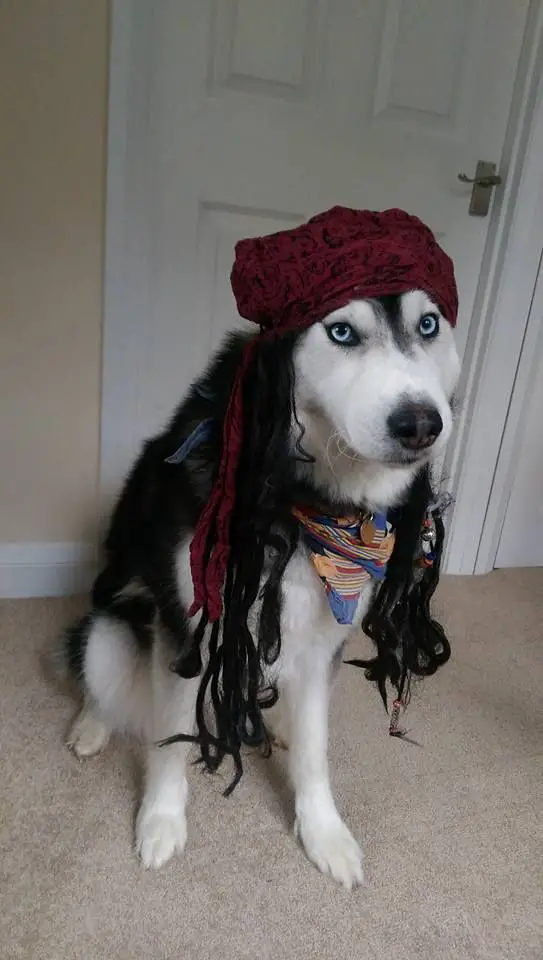 A Siberian Husky in pirate costume while sitting on the floor