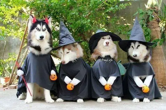four Siberian Huskies in their witch and devil costume