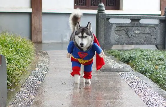 A Siberian Husky in superman costume while walking in the pathway