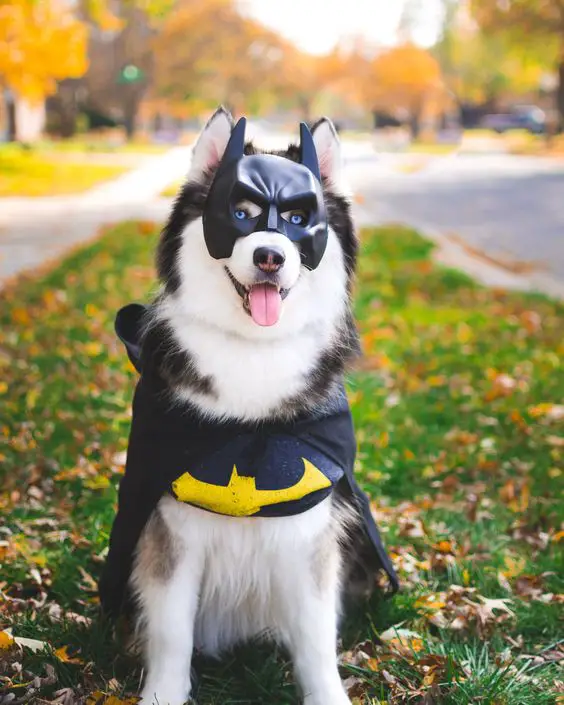 A Siberian Husky in batman costume while sitting on the grass at the park