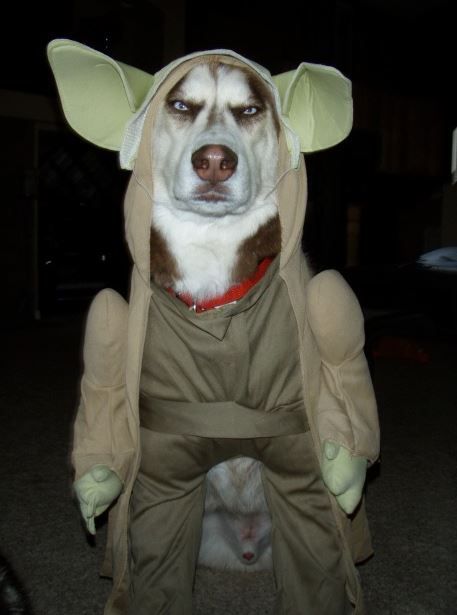 A Siberian Husky in yoda costume