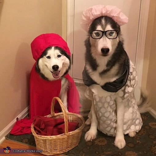 A Siberian Husky in red riding rood costume while sitting next to Siberian Husky the big bad wolf