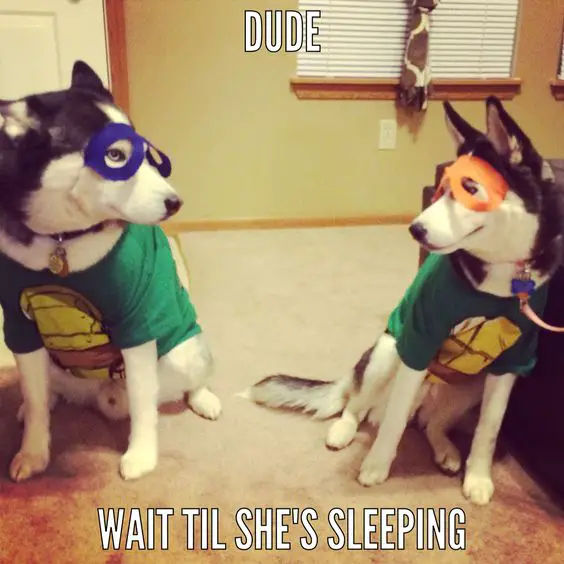 two Siberian Huskies in their superhero costume while sitting on the floor and facing each other photo with text - Dude wait til she's sleeping