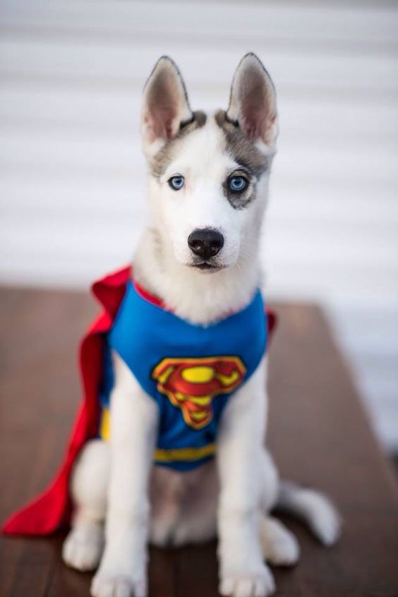 A Siberian Husky puppy wearing superman costume while sitting on top of the table