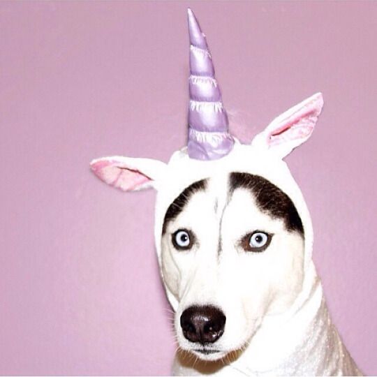 A Siberian Husky wearing a unicorn headpiece